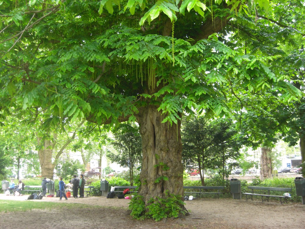 A large tree in a park setting, showing the use of careful design to help retain trees during development.